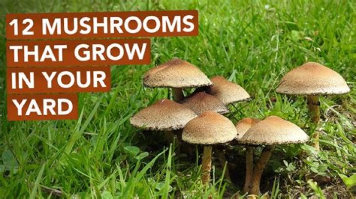 Are the mushrooms in my yard edible?