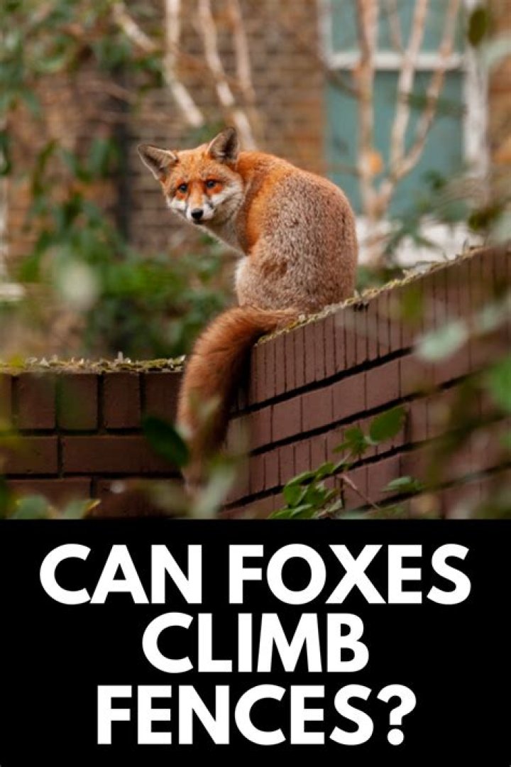 Can a fox climb a fence?