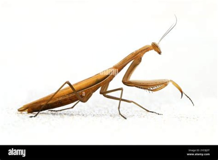 Can Brown praying mantis fly?