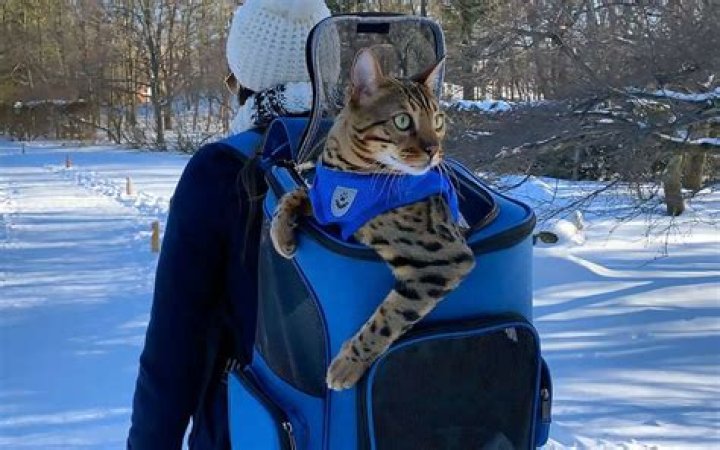 Can I put my cat in a backpack?