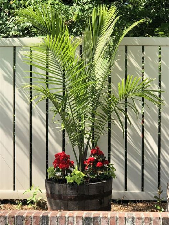 Can palm trees grow in planters?
