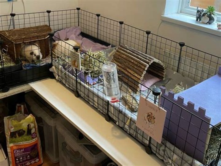 Can you keep guinea pigs in a closet