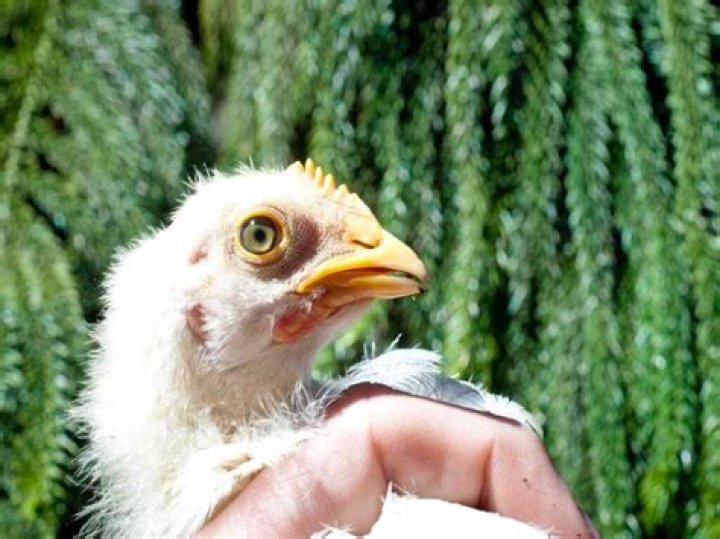 Do chicken feathers grow back