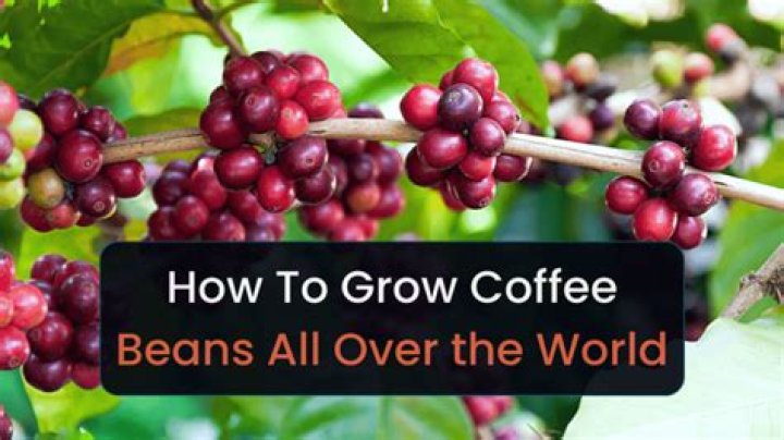 Do they grow coffee beans in Italy?