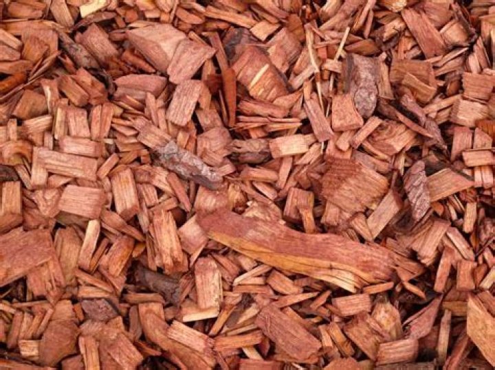 Does cedar wood deter mice