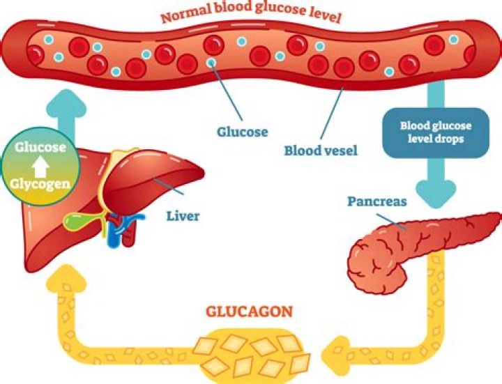 Does glycerol increase insulin