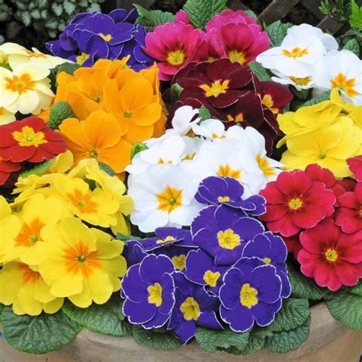 Does Primrose have a scent