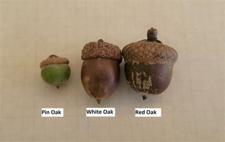 How big does a red oak get