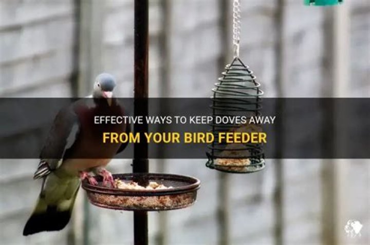 How do I keep doves off my bird feeder