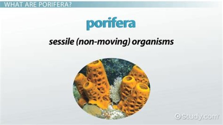 How do porifera excrete? | ContextResponse.com