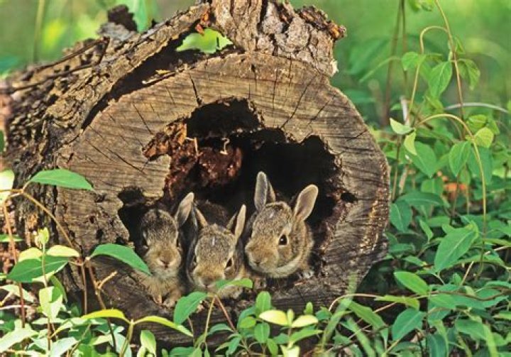 How do rabbits survive in the wild?