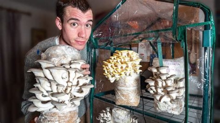 How do you encourage mushroom growth