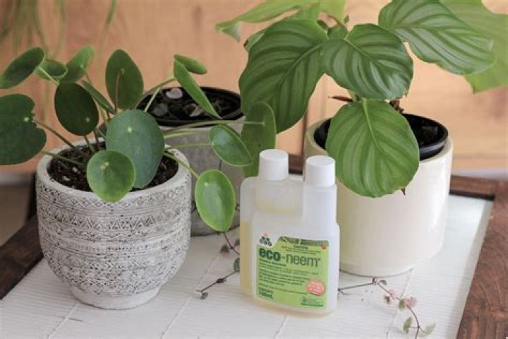 How do you use neem oil on houseplants?