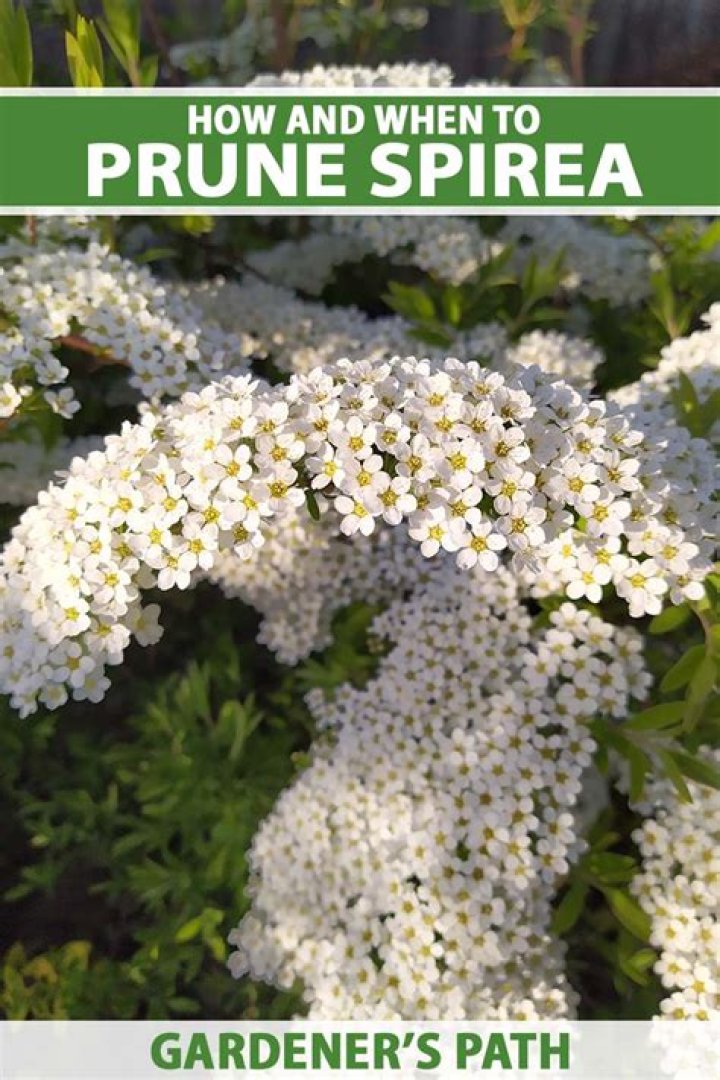 How far back can you trim spirea?