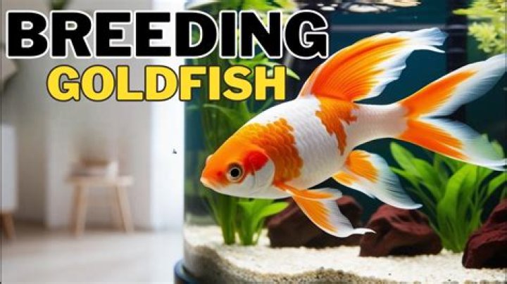 How fast do Comet goldfish breed