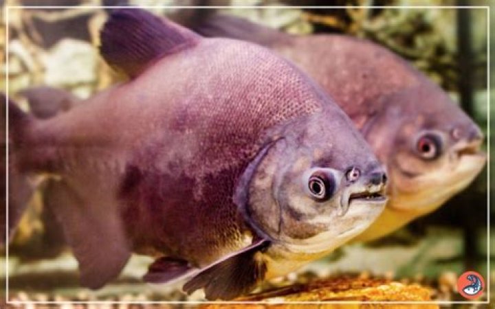 How long do Pacu fish live?