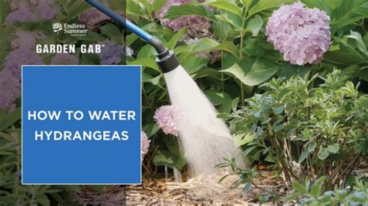 How long should you water hydrangeas?