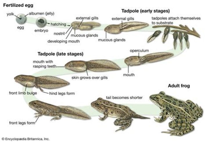 How many babies do frogs have at a time?
