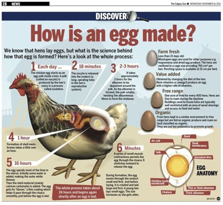 How many eggs does a hen lay?