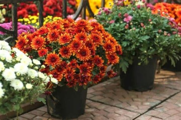 How often do you have to water potted mums?