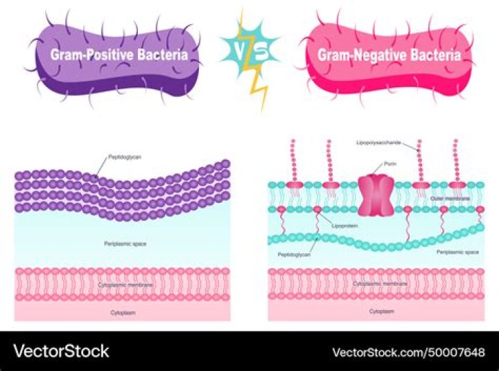 Is achromobacter Gram positive or negative?