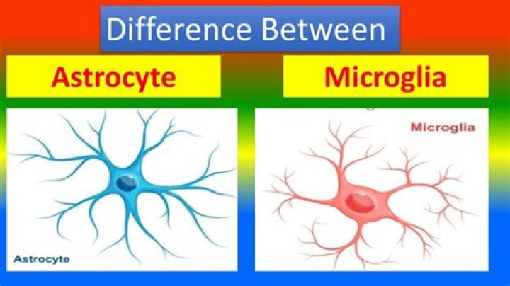 What are astrocytes and microglia?