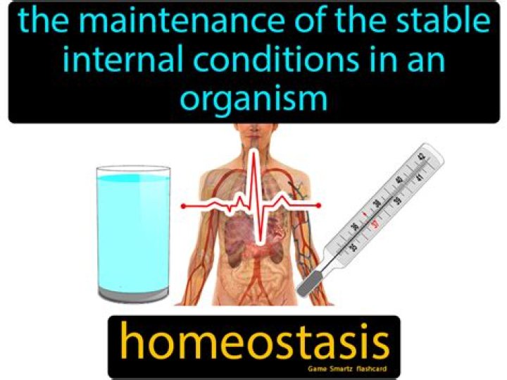 What are some stable internal conditions that the body tries to regulate?
