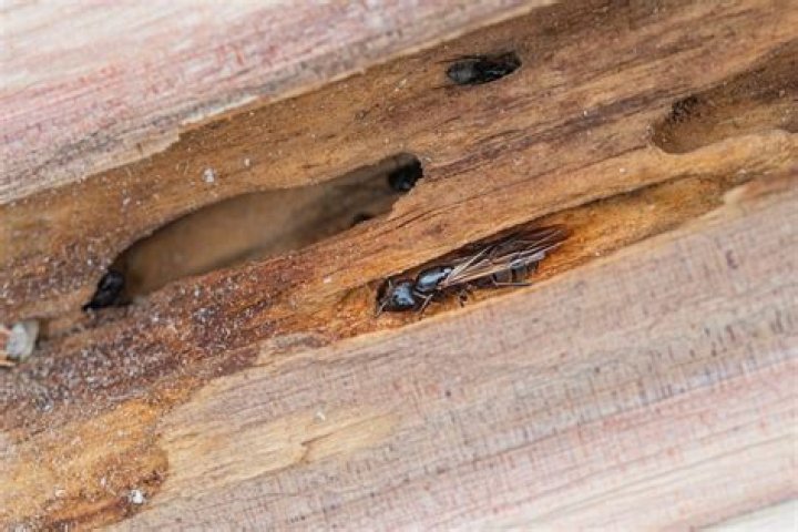 What are the signs of carpenter ants?