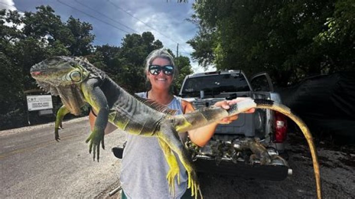 What can kill an iguana?