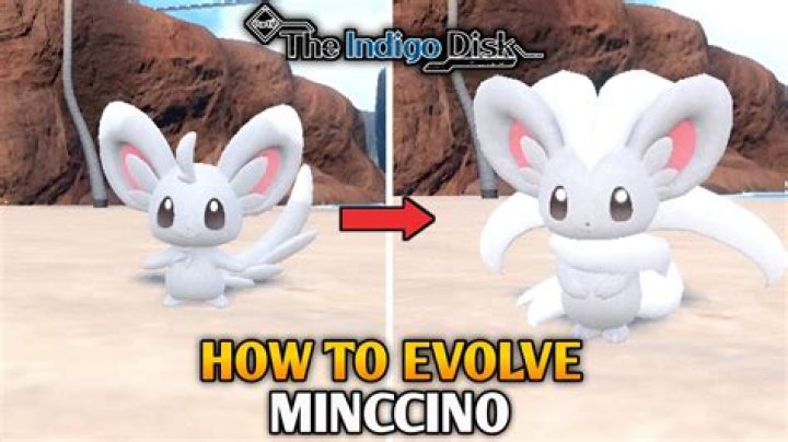 What does a Minccino evolve into?