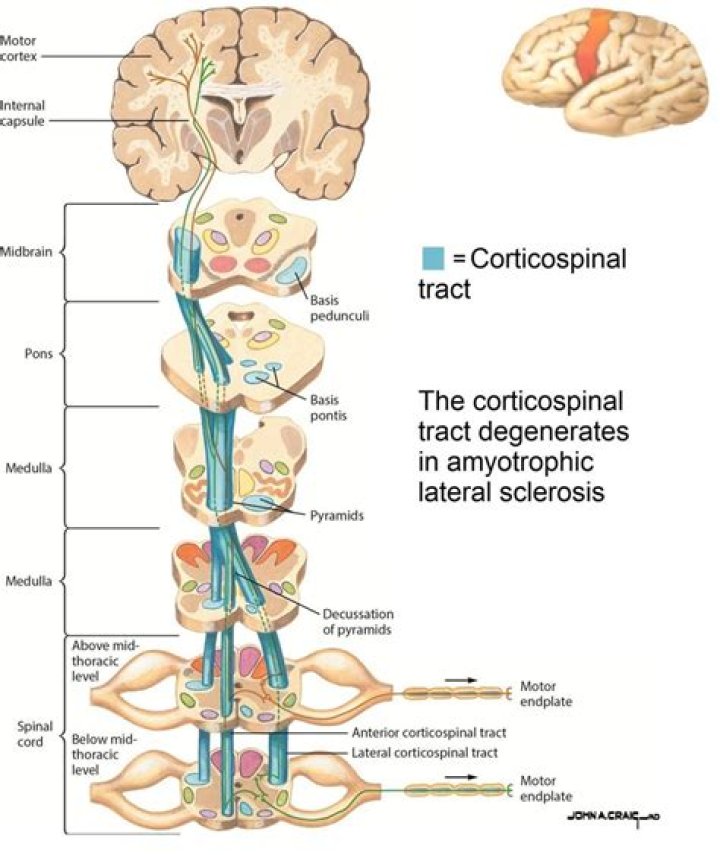 What does the corticospinal tract do