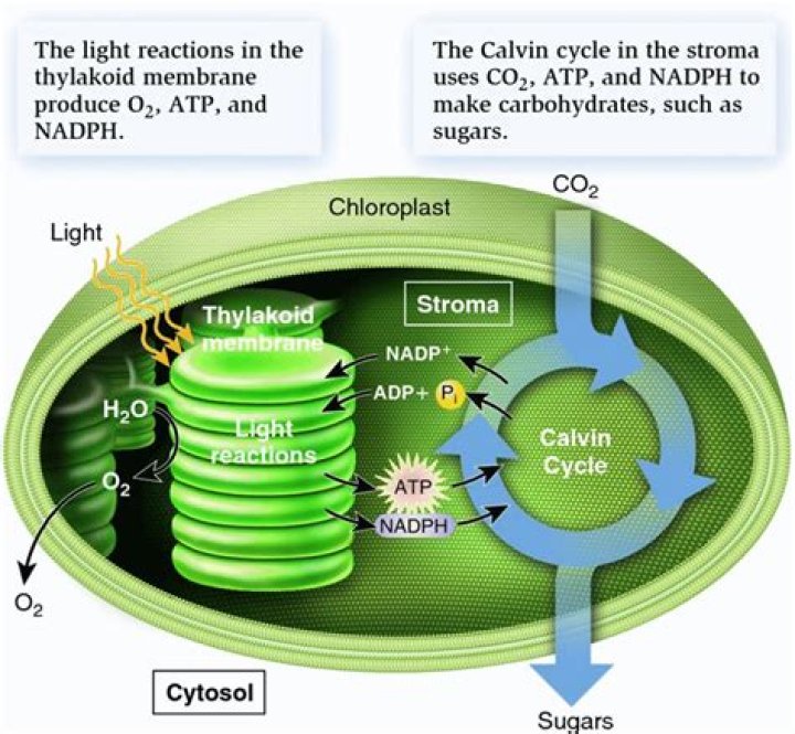 What happens to oxygen during photosynthesis?