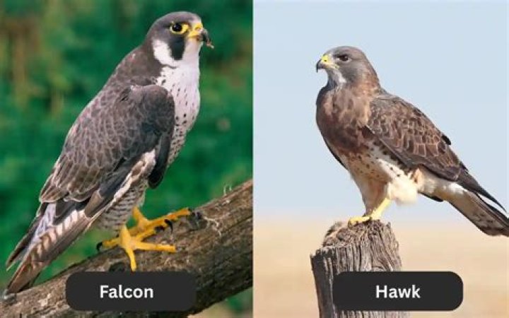 What is difference between Falcon and Hawk?