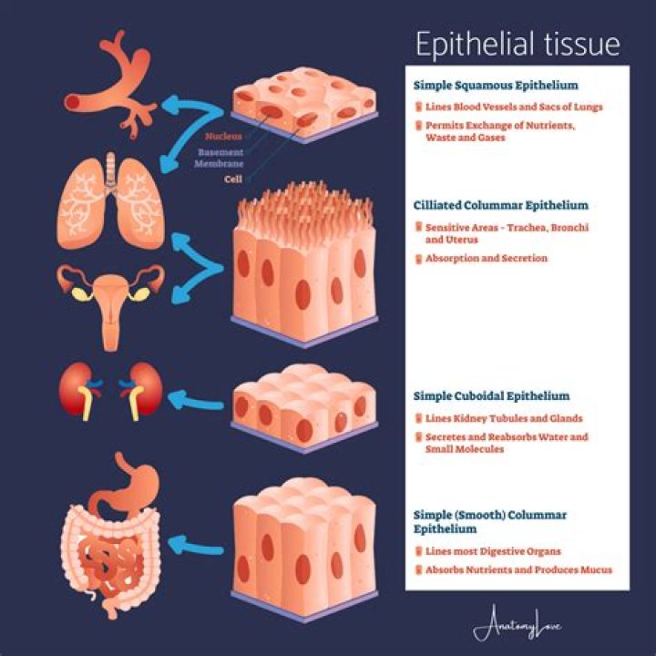 What is epithelial tissue in a wound?