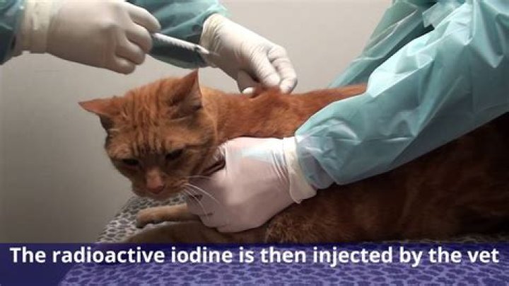 What is the cost of radioactive iodine treatment for cats?