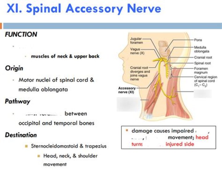 What is the function of the spinal accessory nerve?