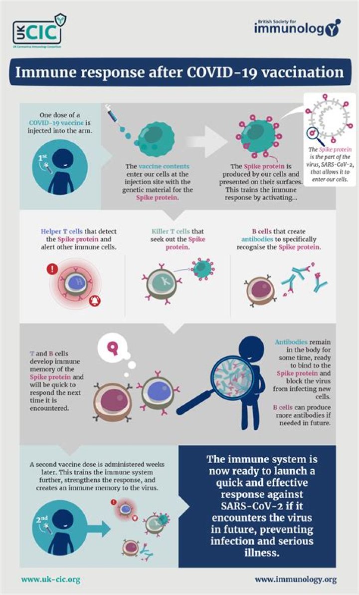 What is the immune response to vaccination?
