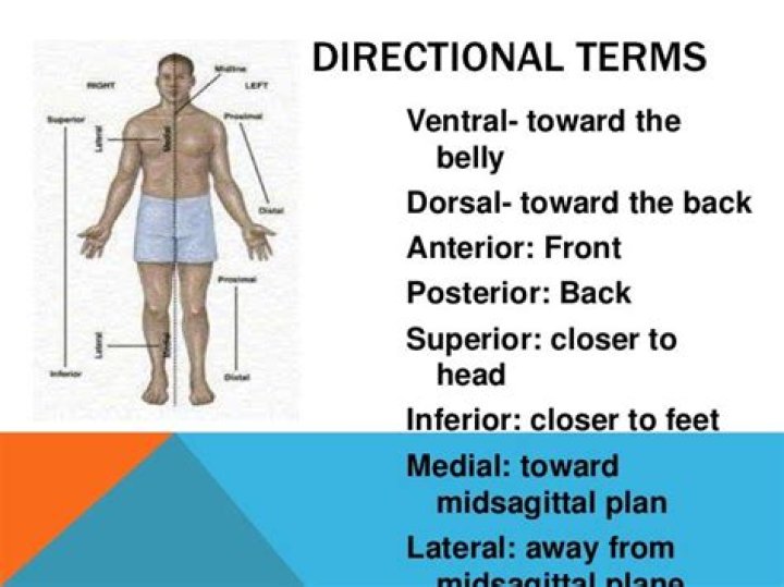 What is the term that means within the muscle?