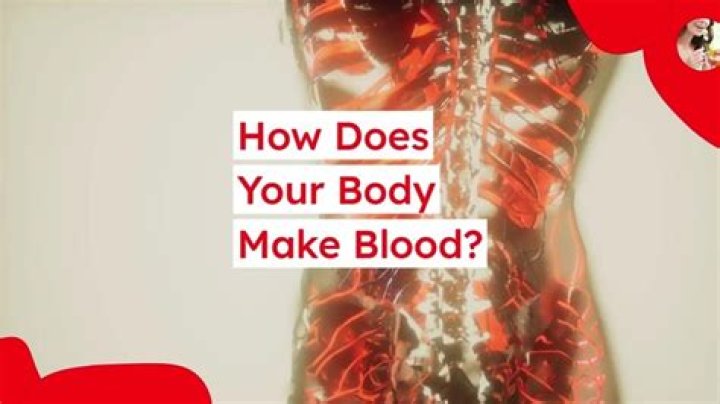 What part of your body makes blood?