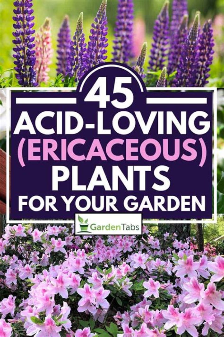 What plants need ericaceous soil