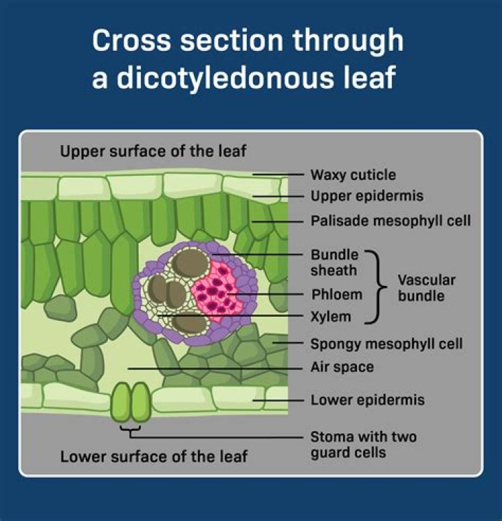 What tissues does a leaf vein contain?