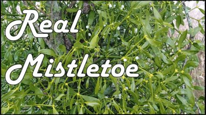 Where do you find real mistletoe?