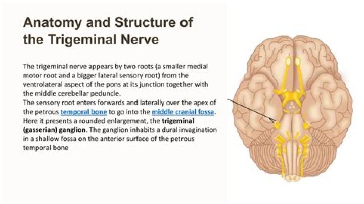 Where is the trigeminal nerve in the brain