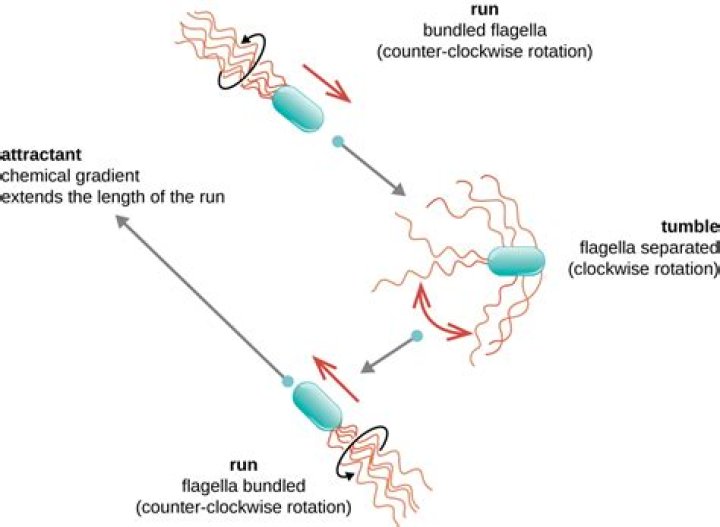 Why do bacteria run and tumble