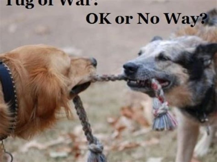 Why do dogs growl when playing tug of war?