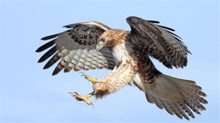 Why do Hawks sit with wings spread