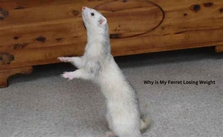 Why is my ferret dragging his back legs